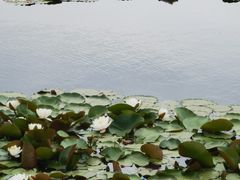 -绿堤公园