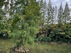 -上海滨江森林公园