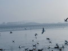 -深圳湾公园(南山区)