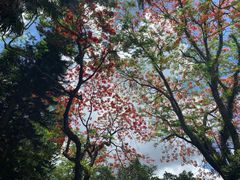 -深圳仙湖植物园