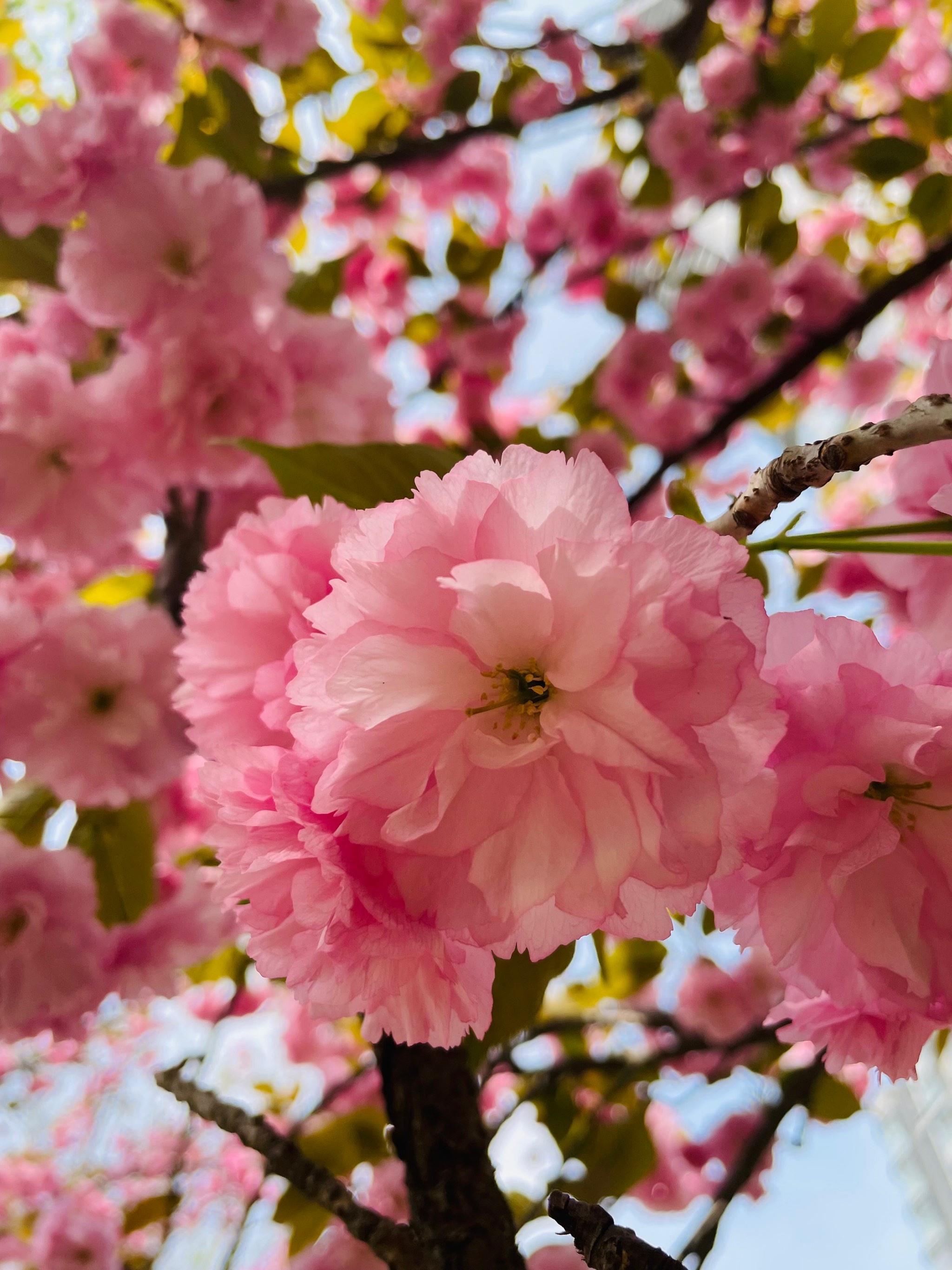 路遇最美樱花