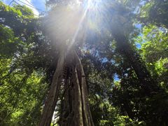 -西双版纳基诺山寨