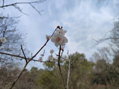 -杭州植物园