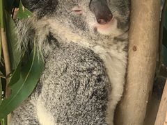 -费瑟代尔野生动物园