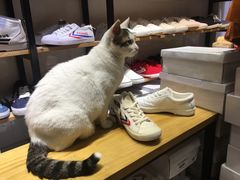 -Feiyue飞跃(长乐路店)