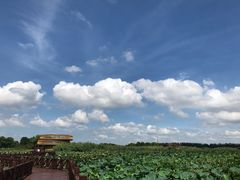 -荷塘月色湿地公园·向阳花洲