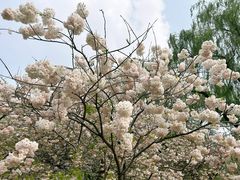 -莲花池公园