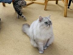 -猫友咖啡店(玉林西路店)