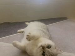 -瑞派康怡24h宠物医院·犬猫医疗中心·微创绝育(瑞景分院)