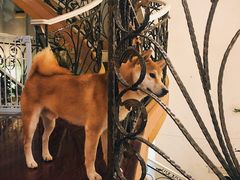 -喜柴咖啡·柴犬狗咖