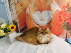 -爱洗澡的猫(望京店)