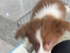 -pd派德宠物中心医院24H急重症·眼科中心·血液透析中心(嵩山北路店)