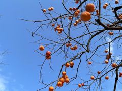 -如意山房柿子树下餐厅