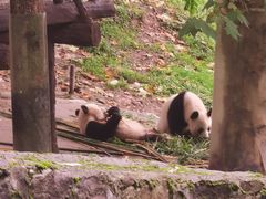 -都江堰中华大熊猫苑