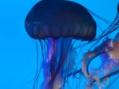 -太平洋海底世界