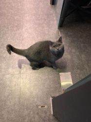 点击看大图 -飛凡TATTOO纹身•原创