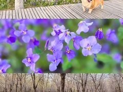 -马家湾湿地公园