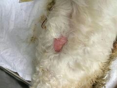 QQ图片20150715113041-纳吉亚猫专科动物医院博雅分院