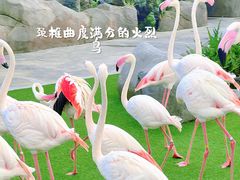 -新加坡飞禽公园