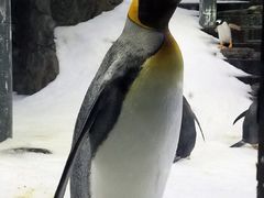 -悉尼海洋生物水族馆