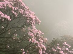 -梧桐山风景名胜区