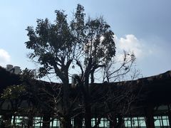 大堂-The Ring Pavilion 魔幻森林