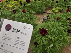 -太阳宫公园