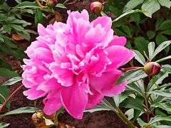 -上海鲜花港