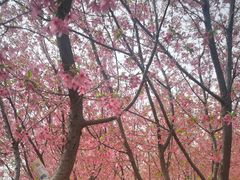 -古柏渡飞黄旅游区