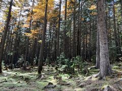 -芦芽山旅游度假区