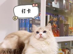-Bastet sally猫舍购宠(静安店)
