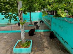 -西霞口神雕山野生动物世界