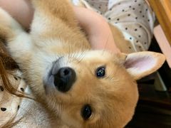 -柴源莊·柴小宠柴犬咖啡