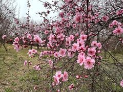 -南京市江宁方山