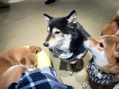 -逗柴咖啡屋·狗咖猫咖宠物桌游