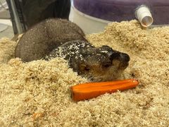 -怪兽屋·羊驼·猫咖·狗咖(俊华广场店)