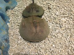 -青岛嘉年华主题乐园