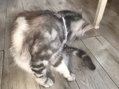 -海边的猫和咖啡馆