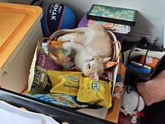 -伟伟宠物医院·瑞派猫友好医院·猫科(光谷店)
