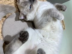 -藏猫猫咖啡主题馆(中央大道店)