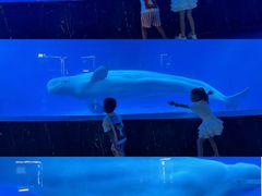 -海合安成都极地海洋公园