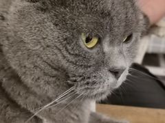 -海边的猫和咖啡馆
