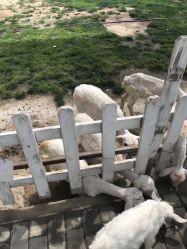 -上美四季动物农场