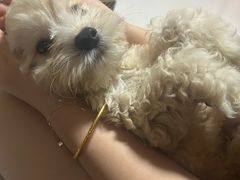 -翊宠yipet猫狗购宠庄园犬舍•猫舍