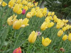 android_upload_pic-洛阳郁金香牡丹园