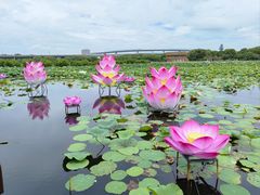 -荷塘月色湿地公园·向阳花洲