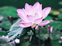 -曼听御花园