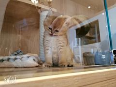 -猫猫幼稚园·撸猫·桌游·电玩