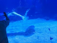 -石家庄海洋公园