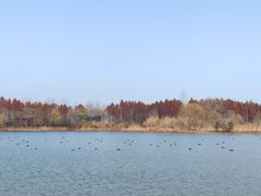 -溱湖国家湿地公园